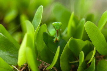 Praying Mantish Between Plants