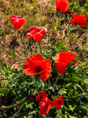 red poppy flower in the green grass in the summer.