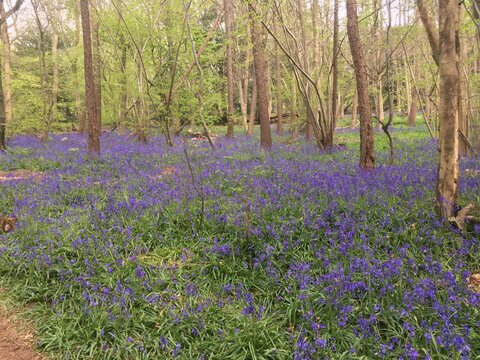 Bluebell Carpet at Nut Wood, Reigate