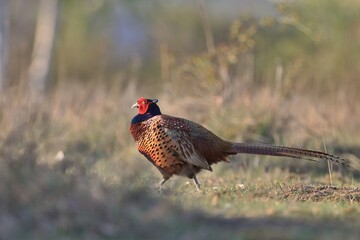 Beautiful common pheasant in the nature habitat. Wildlife scene from nature. Phasianus colchicus. Pheasant in beautiful golden evening light