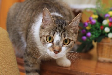 Close up portrait of a funny colorful cat.  domestic cat is looking at the camera. 