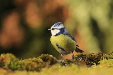 Autumn scene with a cute blue tit.  Cyanistes caeruleus. Songbird in the nature habitat.