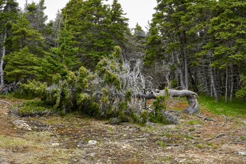 View of a fallen pine tree before the dense forest scene
