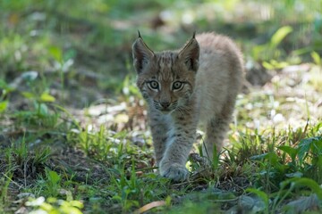 Naklejka na ściany i meble Eurasian Lynx (Lynx lynx), captive, young animal walking in the grass, age 10 weeks