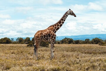 Giraffe in the African savanna. © Ipix Indies/Wirestock Creators