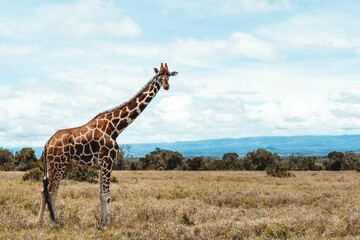 Giraffe in the African savanna. © Ipix Indies/Wirestock Creators
