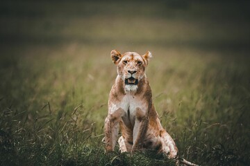Beautiful portrait of a female lion in the field on a sunny day