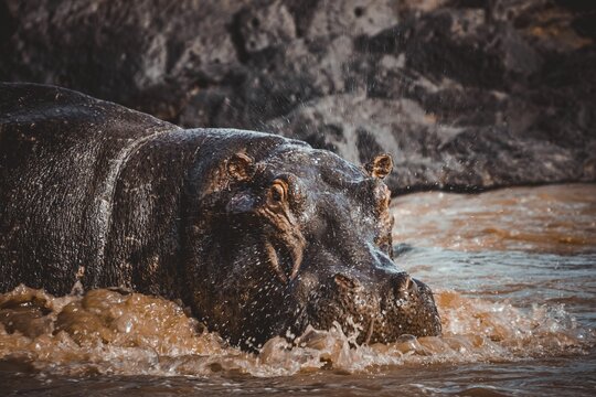 Closeup of a hippopotamus in the river.