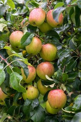 Apple tree (Malus) with ripe apples and rain drops, Middle Franconia, Bavaria, Germany, Europe