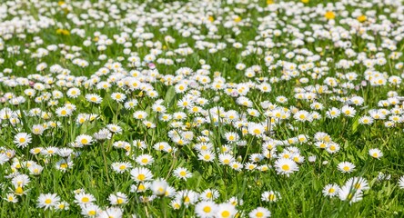Common daisy (Bellis perennis) in a meadow, Germany, Europe © imageBROKER
