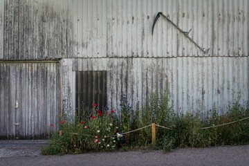 Colorful poppies growing by old rural building with scythe on the wall