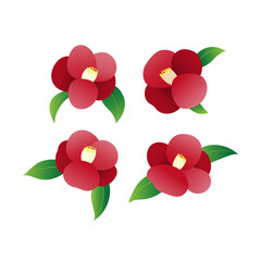 red camellia flower with White Background