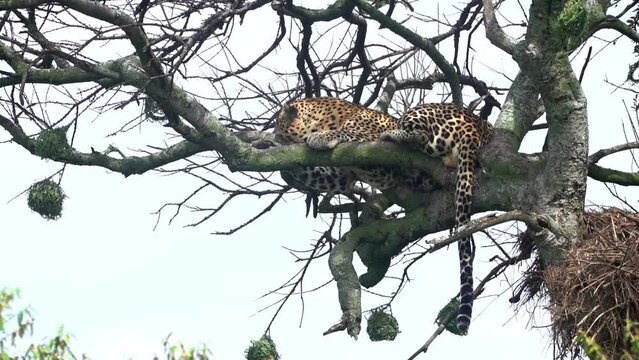 View of an Amur leopard laying on the branches of a tree