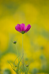 Obraz premium 秋桜