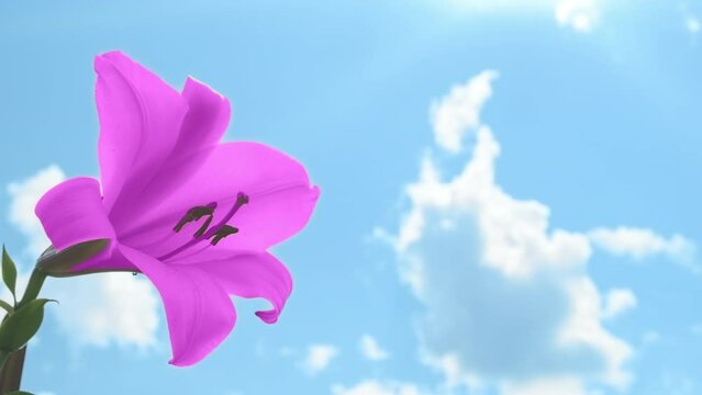 Velvet violet lily on blue sky background, closeup. Blooming lilac lily flower staggers on blue background in sun. Beautiful 4k video. Natural bright purple flower on natural sunny backdrop summer