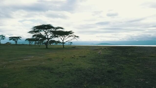 Drone view of zebras running in the wilderness under the cloudy sky