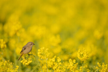 菜の花と小鳥