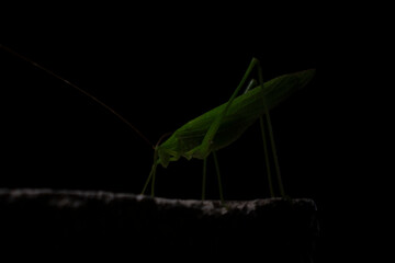 green grasshopper 