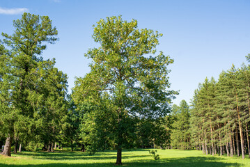 A forest with pines and trees and a clearing with green grass. Beautiful landscape, sunny nature.