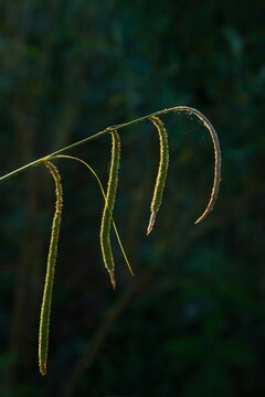 Vertical shot of hanging sedge plant in a field against a dark blurry background