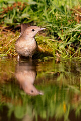 Garden Warbler (Sylvia borin)