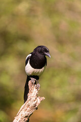 Eurasian magpie (Pica pica)
