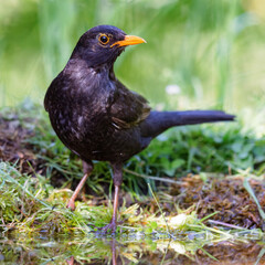 Common blackbird (Turdus merula)