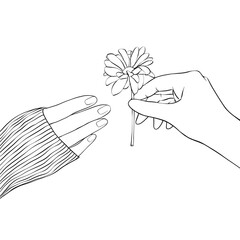 Vector drawing of hands. The hand will hold a flower in your hand to give it to another person. Suitable for shooting, banner, or postcard