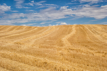 Golden wheat field mowed in summer.