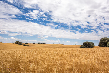 Golden wheat field with holm oaks on a summer morning.