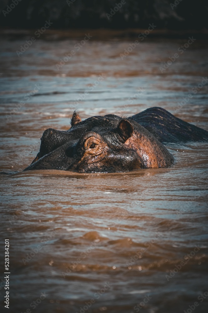 Poster Vertical shot of a hippo by half in the water