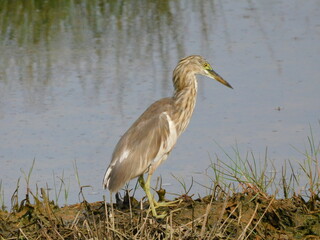 great blue heron