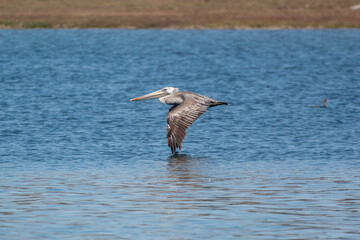 A Pelican coasting of the water