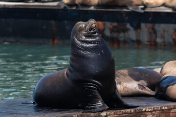 Fototapeta premium Sea Lion on a Moss Landing dock