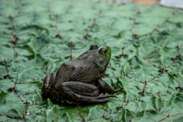 ウシガエル
