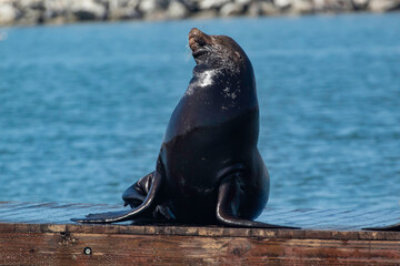 Sea Lion on a Moss Landing dock