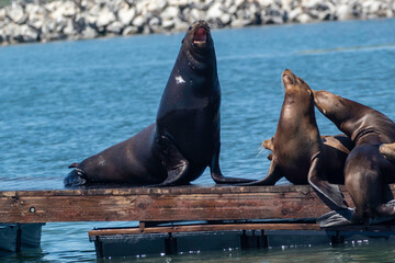 Fototapeta premium Sea Lion on a Moss Landing dock