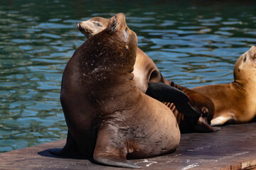 Sea Lion on a Moss Landing dock