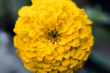 Beautiful flower close up at garden
