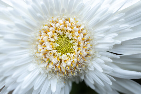 Beautiful flower close up at garden
