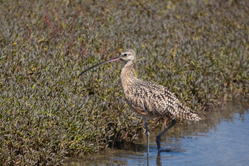 Long Billed Curlew looking for food