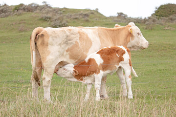 Fototapeta na wymiar Thirsty calf drinking milk from her mother