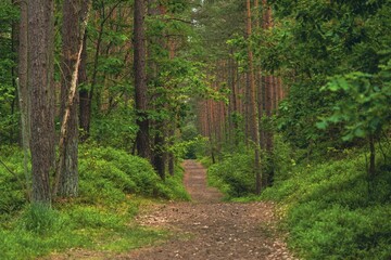 Narrow path in a forest in Poland