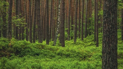Beautiful shot of tree trunks in a forest