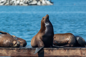 Sea Lion on a Moss Landing dock