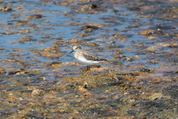 A sandpiper on a seashore