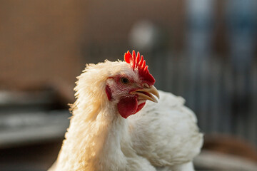 The head of a white rooster broiler. Red comb. Agriculture, animal husbandry