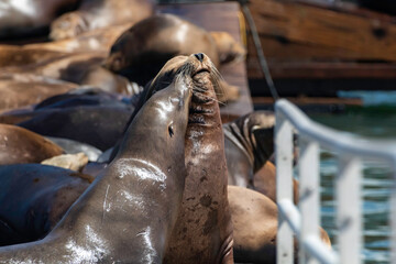 Sea Lion on a Moss Landing dock