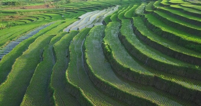 Drone shot of hilly rice field flooded with water during growth in sunlight - Asia,Indonesia