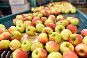 transport of freshly harvested apples in a food factory for sale